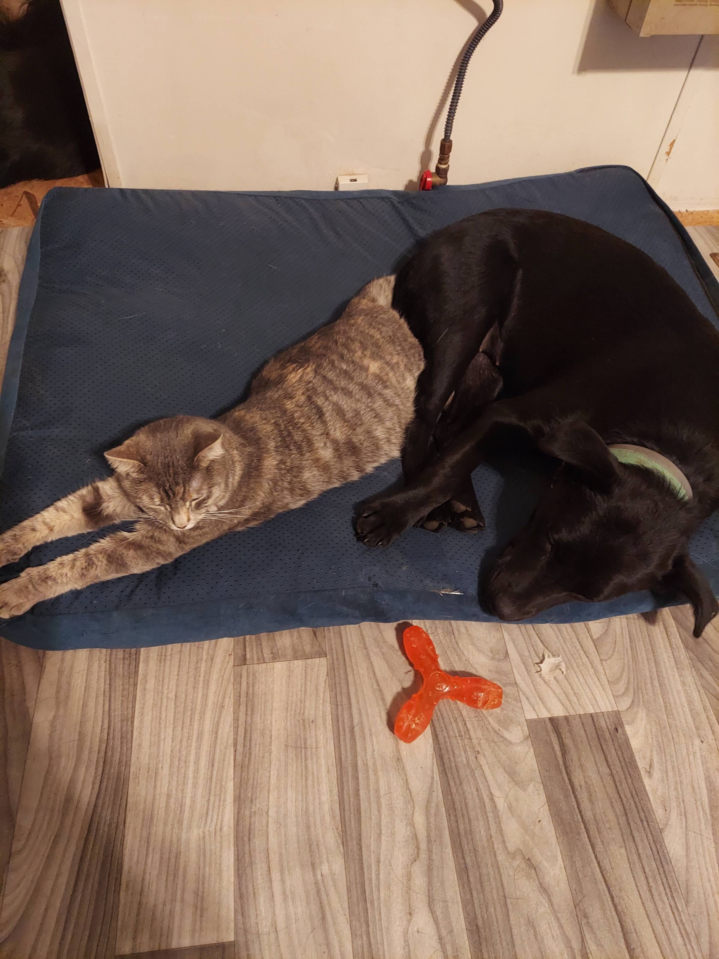 prism and rosalee snoozing