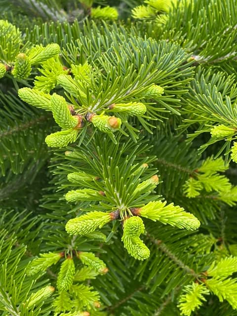 Fresh spring growth at Treetop Acres — exactly where the aphids were hiding.