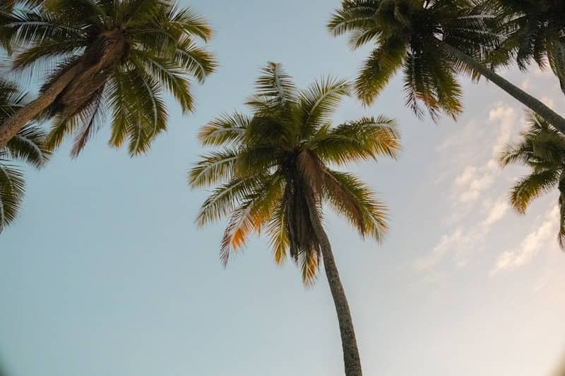 Tall palm trees against a clear blue sky