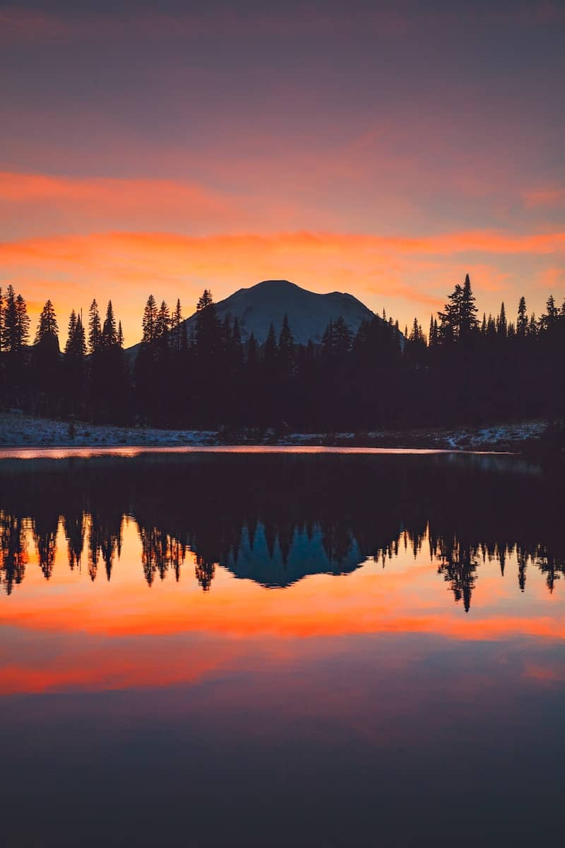 silhouette of trees near body of water during sunset