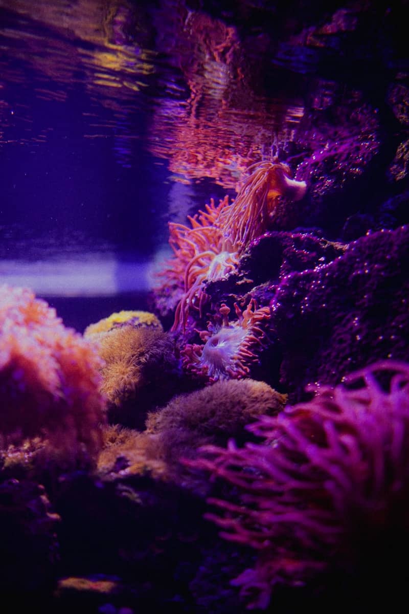 Vibrant corals and anemones glow in a dark underwater environment.