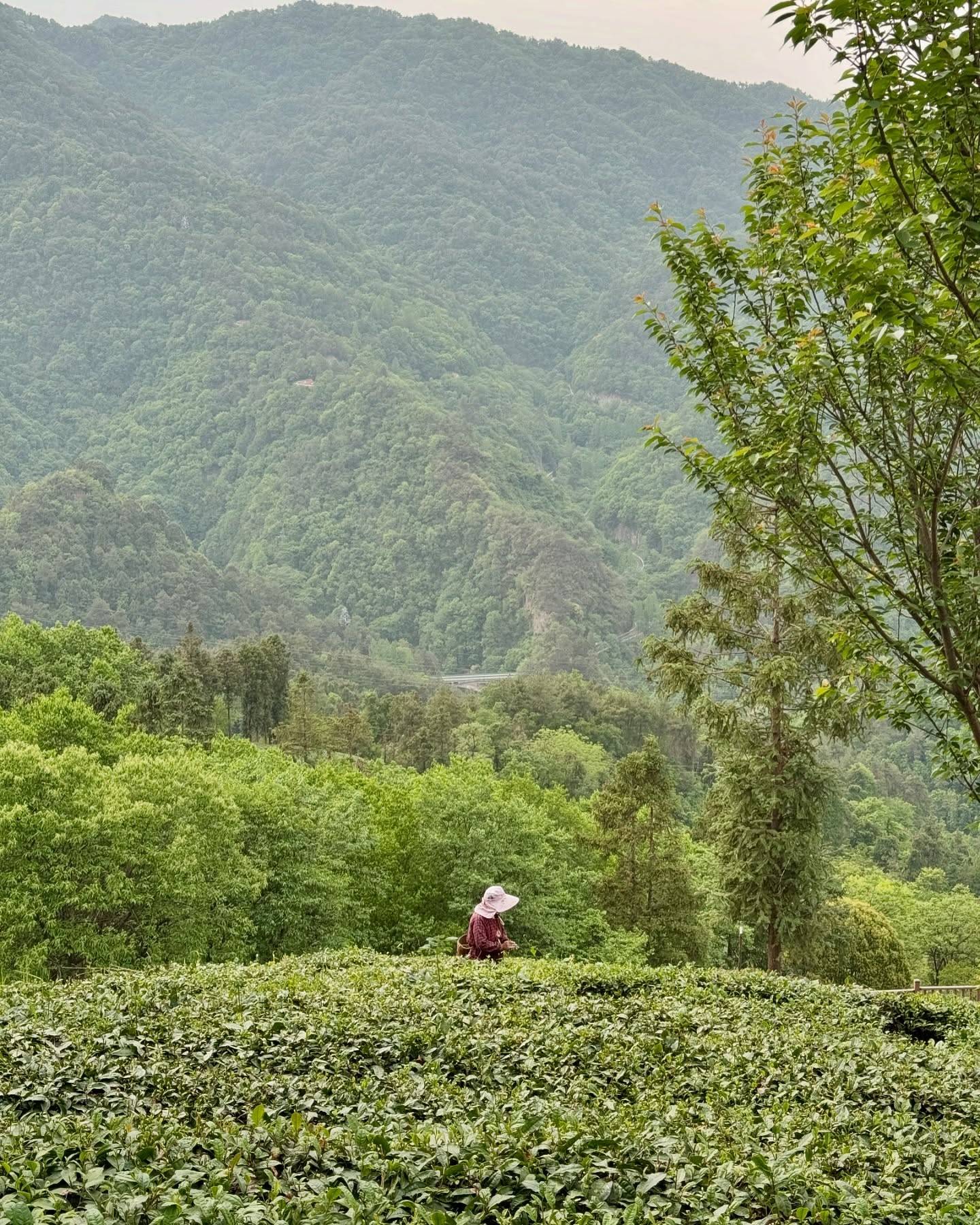Hier, nous avons fait une magnifique balade à travers les champs de thé de Wudang Shan. Marcher pendant des heures dans cet air frais et pur des montagnes, bercés par le silence et la verdure, est une façon simple et précieuse de revenir à l’intérieur de soi, et peu à peu, d’entrer dans le calme.

Dans la culture chinoise, le thé est bien plus qu’une boisson : il incarne l’équilibre des 5 éléments.
– Il est cueilli sur l’arbre : Bois
– Il pousse dans le sol de la montagne : Terre
– Il est torréfié dans un wok de fer : Métal
– Il est transformé par la chaleur du feu : Feu
– Il est infusé dans l’eau puis bu : Eau

Un simple bol de thé devient alors une façon de se relier à l’harmonie du vivant.

#wudang #wudanglife #champsdethé #thé #5elements #xuanwupai #equilibre #calmeinterieur #qibo