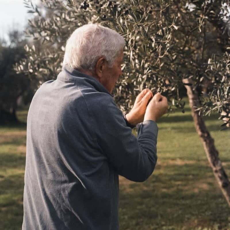 An elderly man plucks olives from a tree.