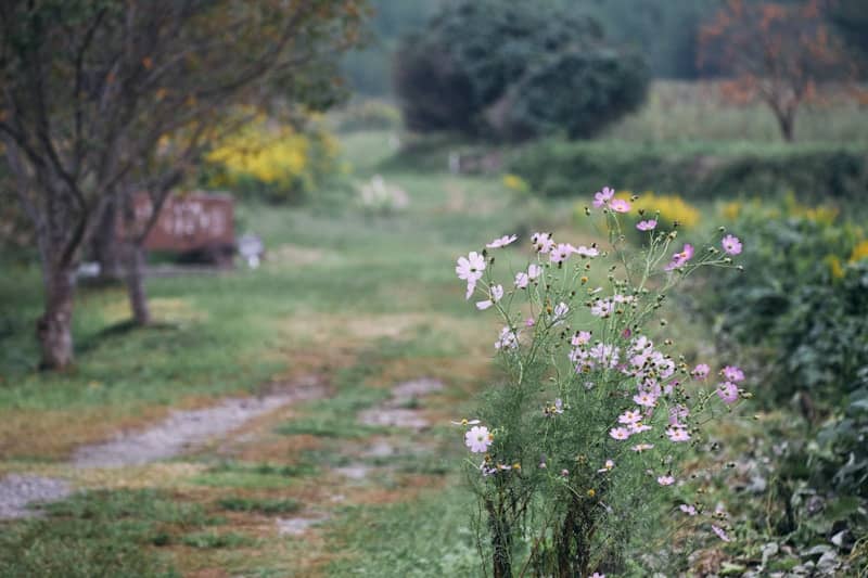 Pink cosmos flowers bloom beside a path in a garden.