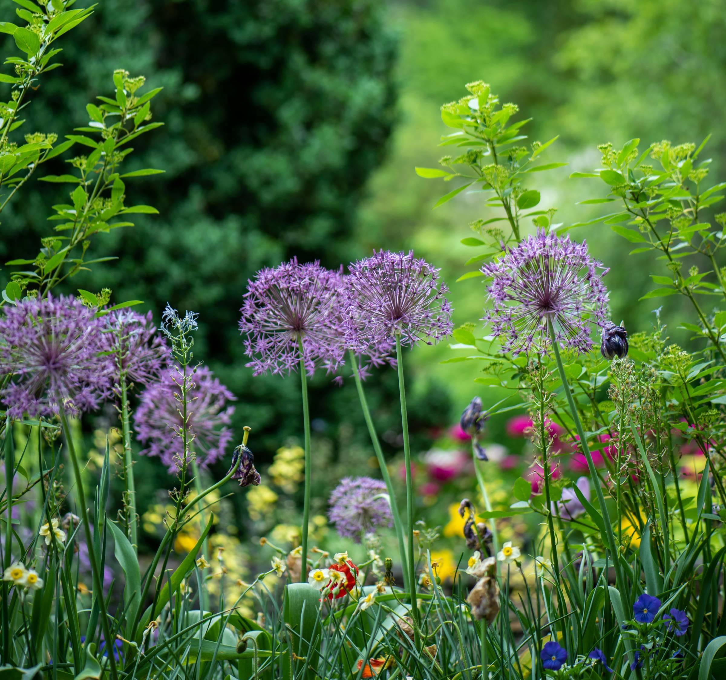 Garden flowers and herbs among trees and shrubs