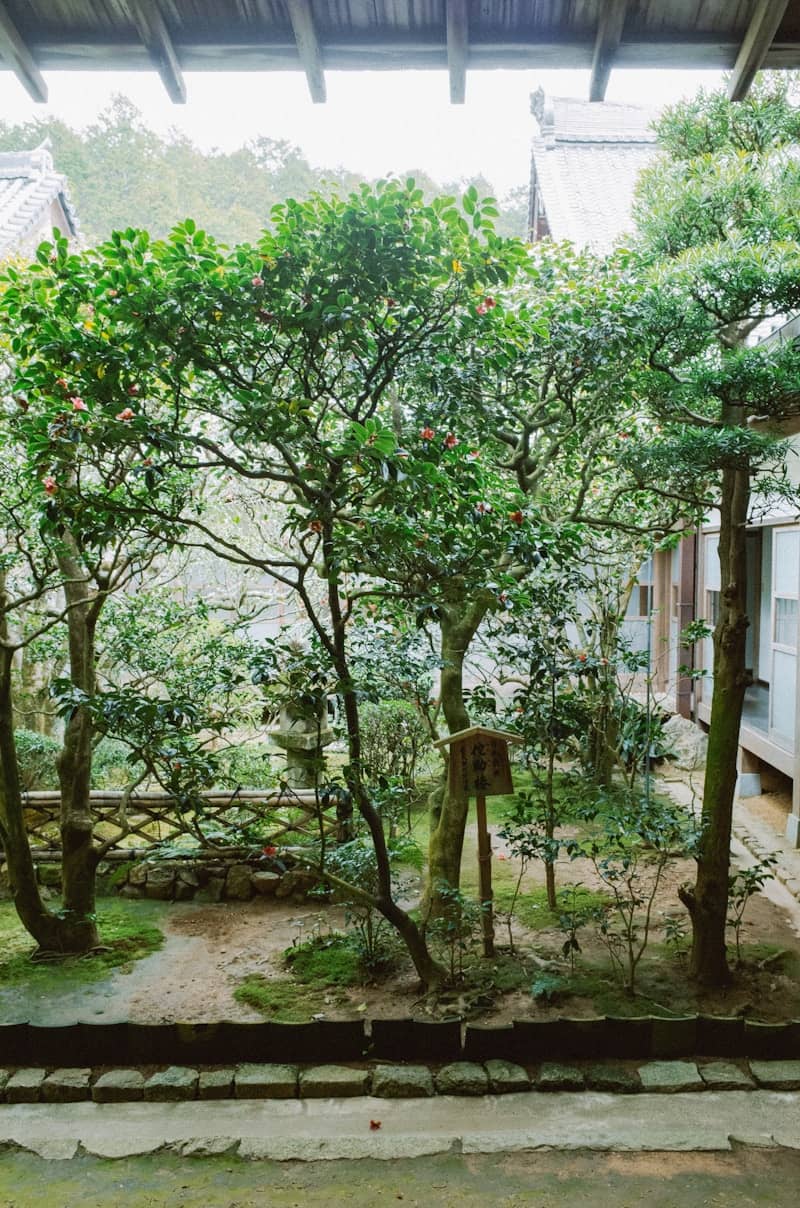 Lush japanese garden with trees and mossy ground.