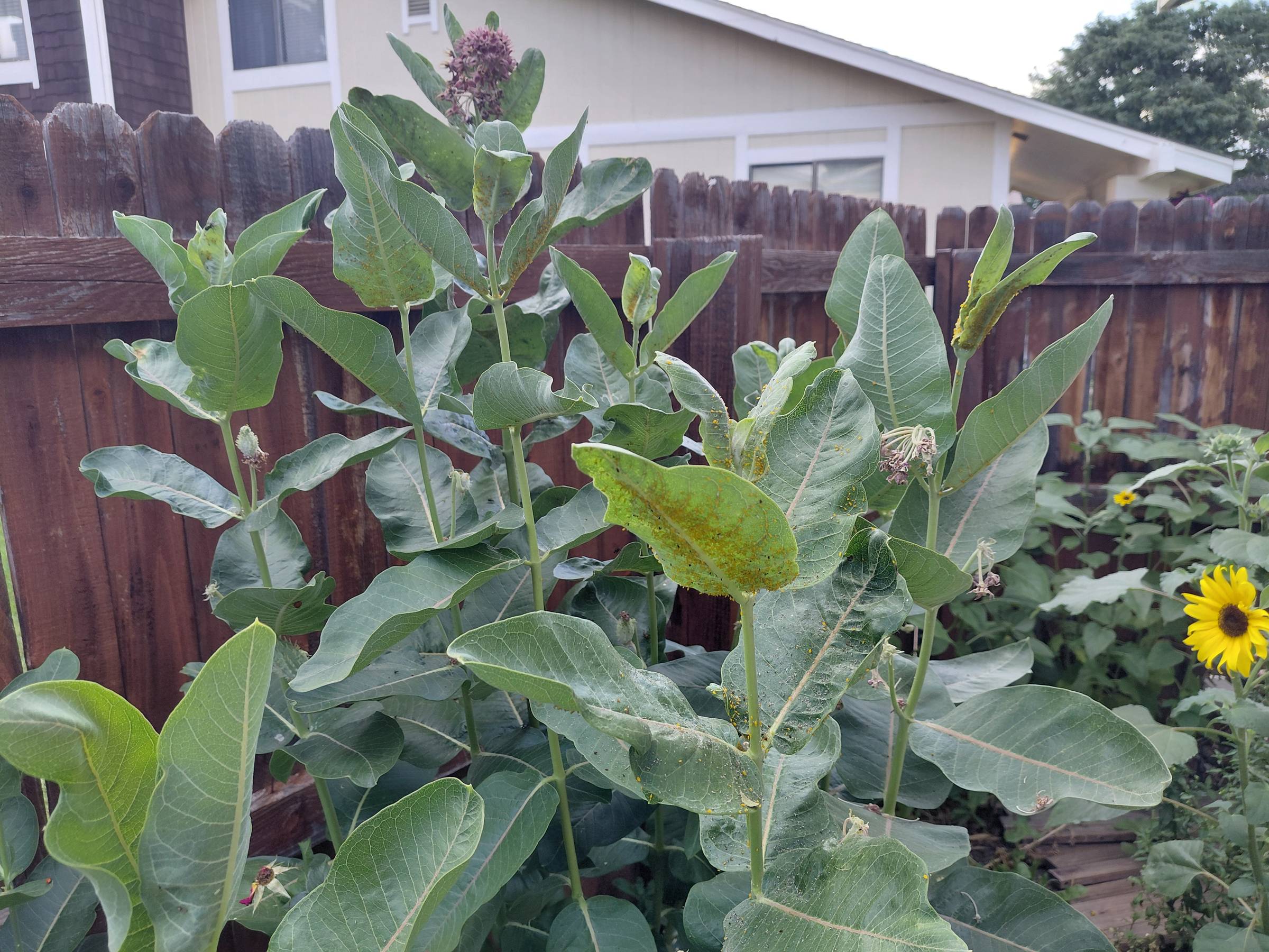 Milkweed with Monarch eggs and a sunflower