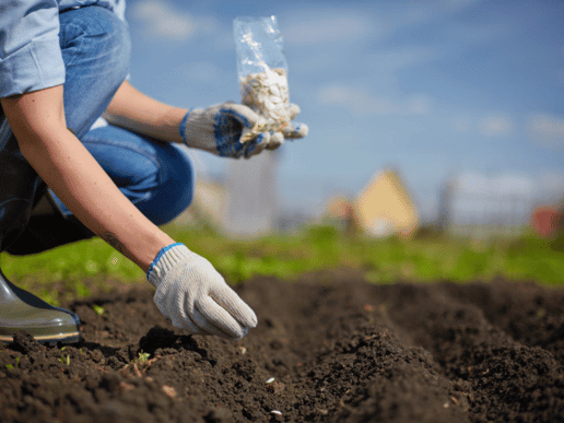 hands of a woman planting seeds