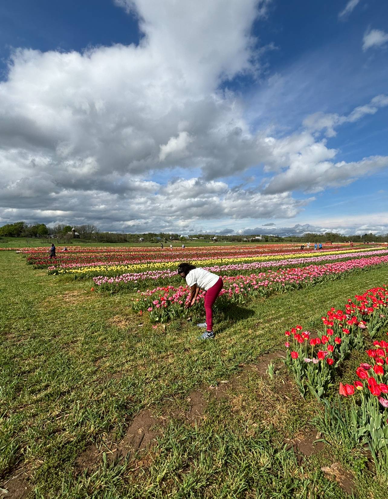 woman picking tulips in a tulip field under a clowdy sky
