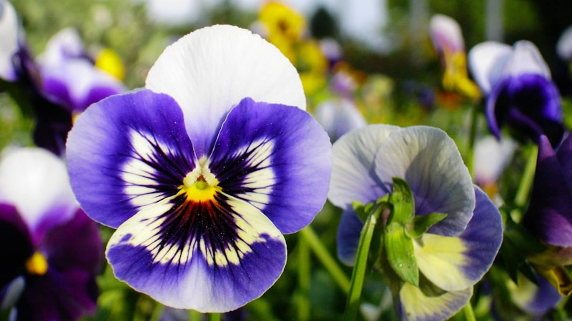 Persian flowers and plants