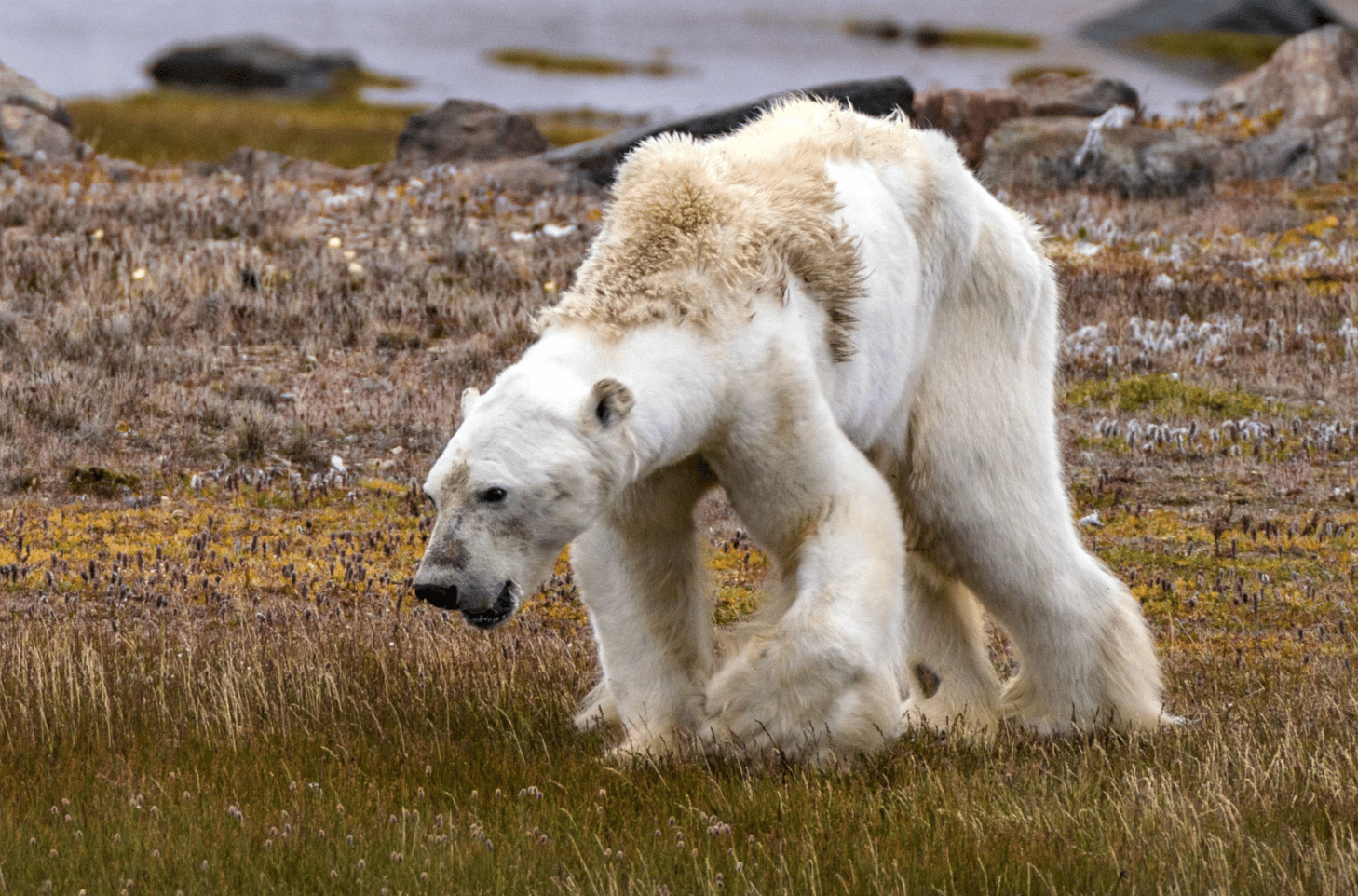 Starving polar bears by conservation photographer Cristina Mittermeier