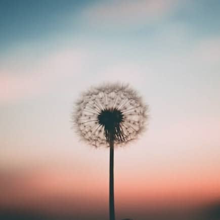 person holding dandelion flower