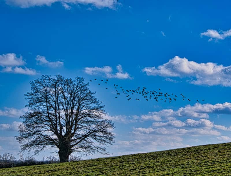 A large bare tree on a grassy hill with birds flying across the sky