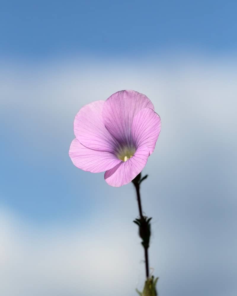 A single pink flower against a soft blue sky.