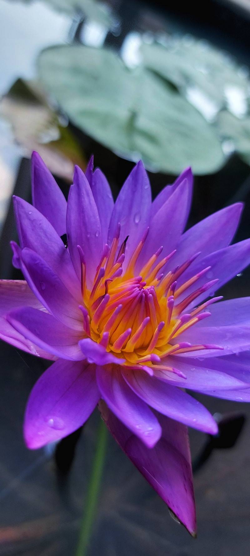 A vibrant purple water lily with yellow center.