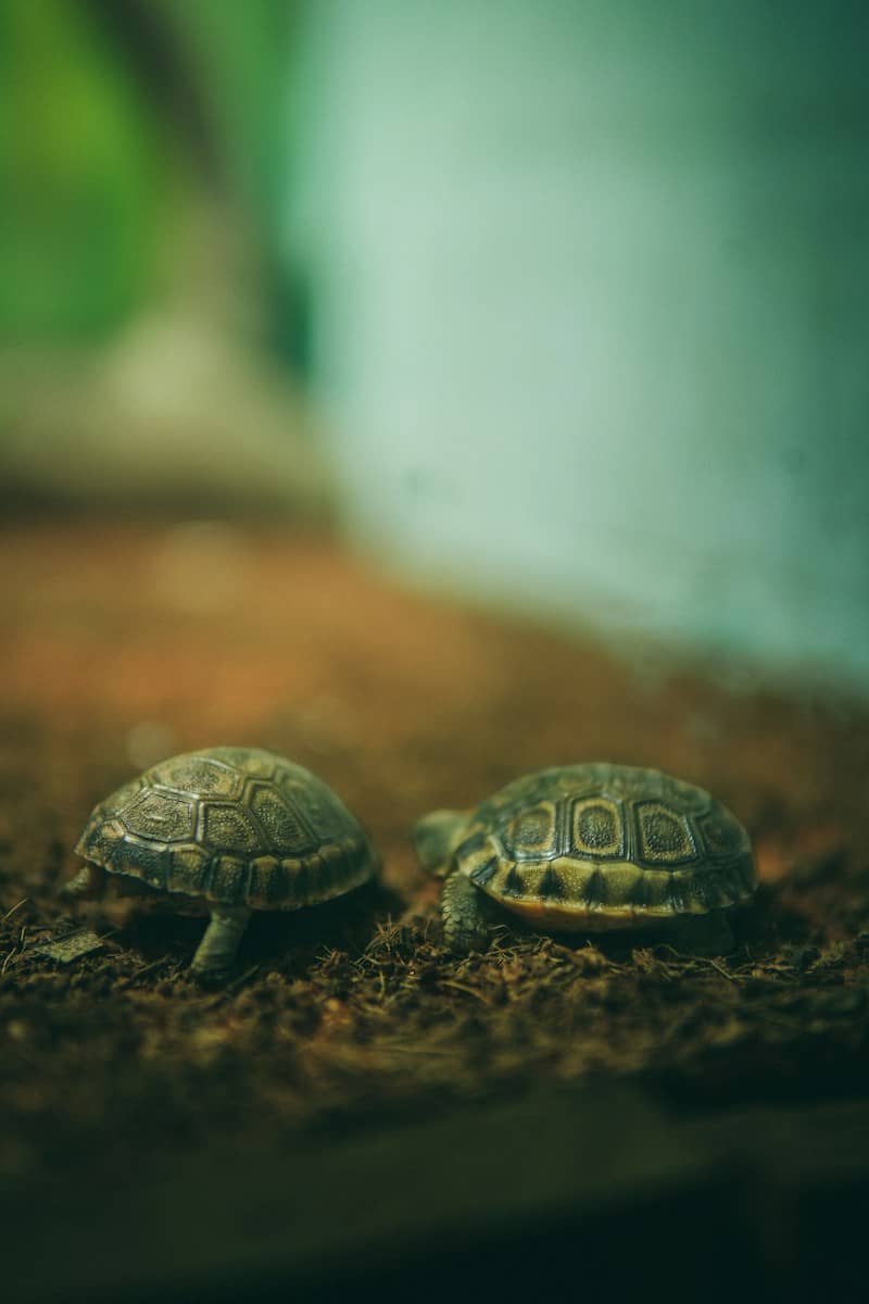 Two small tortoises on brown soil with a blurred green background