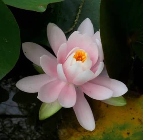 A pale pink water lily with a yellow center surrounded by large green leaves