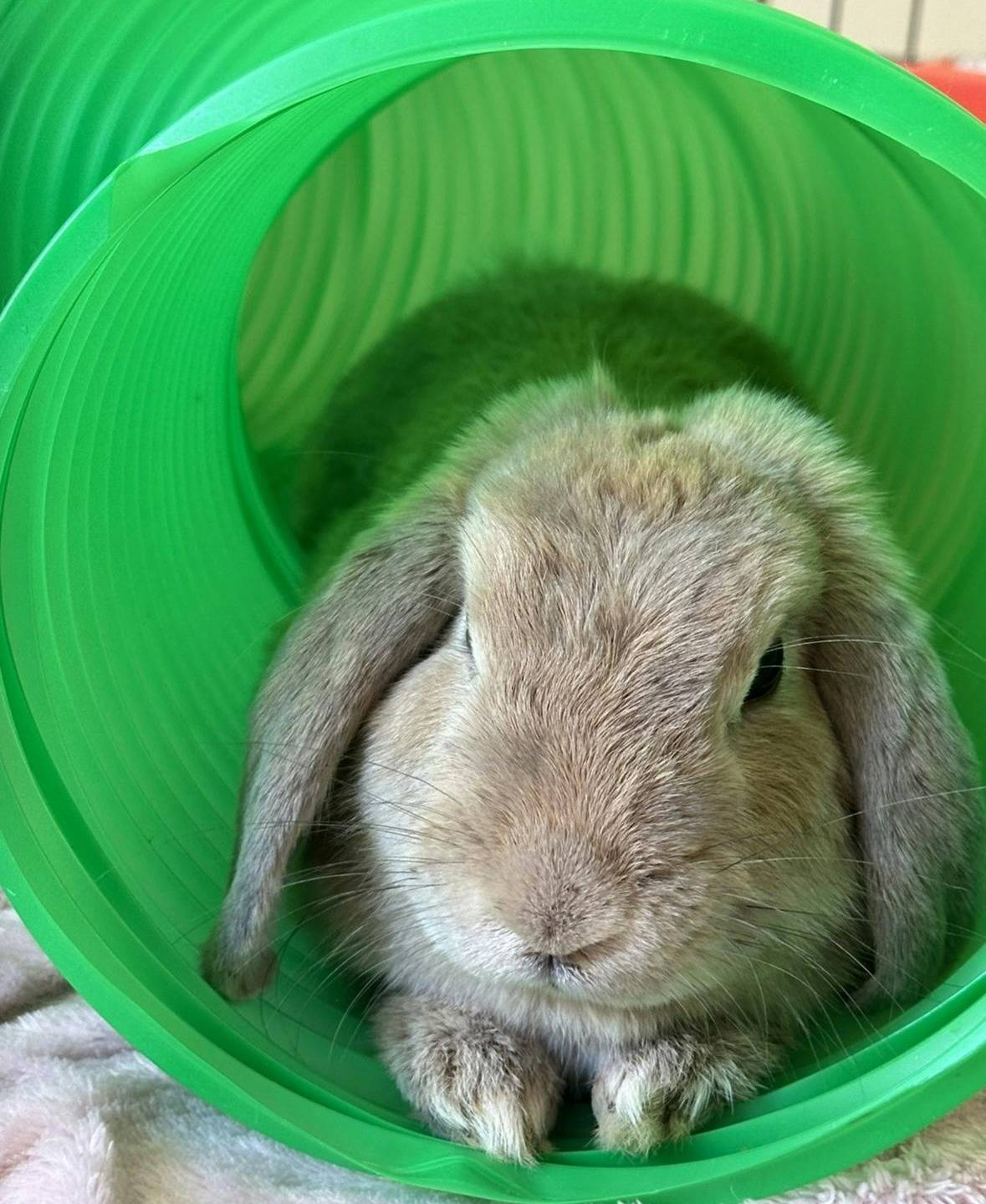 Adopt Petal – Playful and Friendly Mini Lop Rabbit Looking for a Home