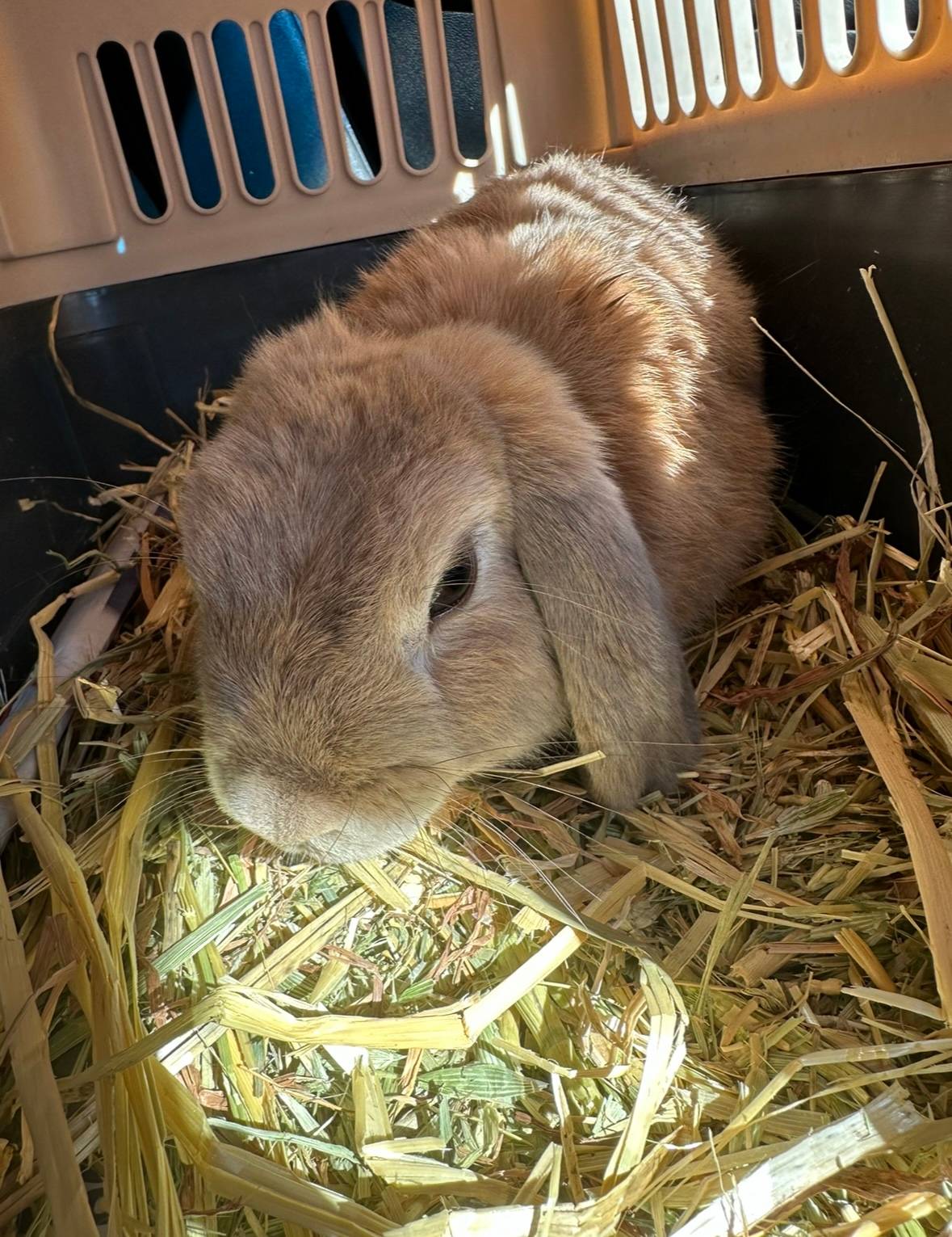Adopt Petal – Playful and Friendly Mini Lop Rabbit Looking for a Home