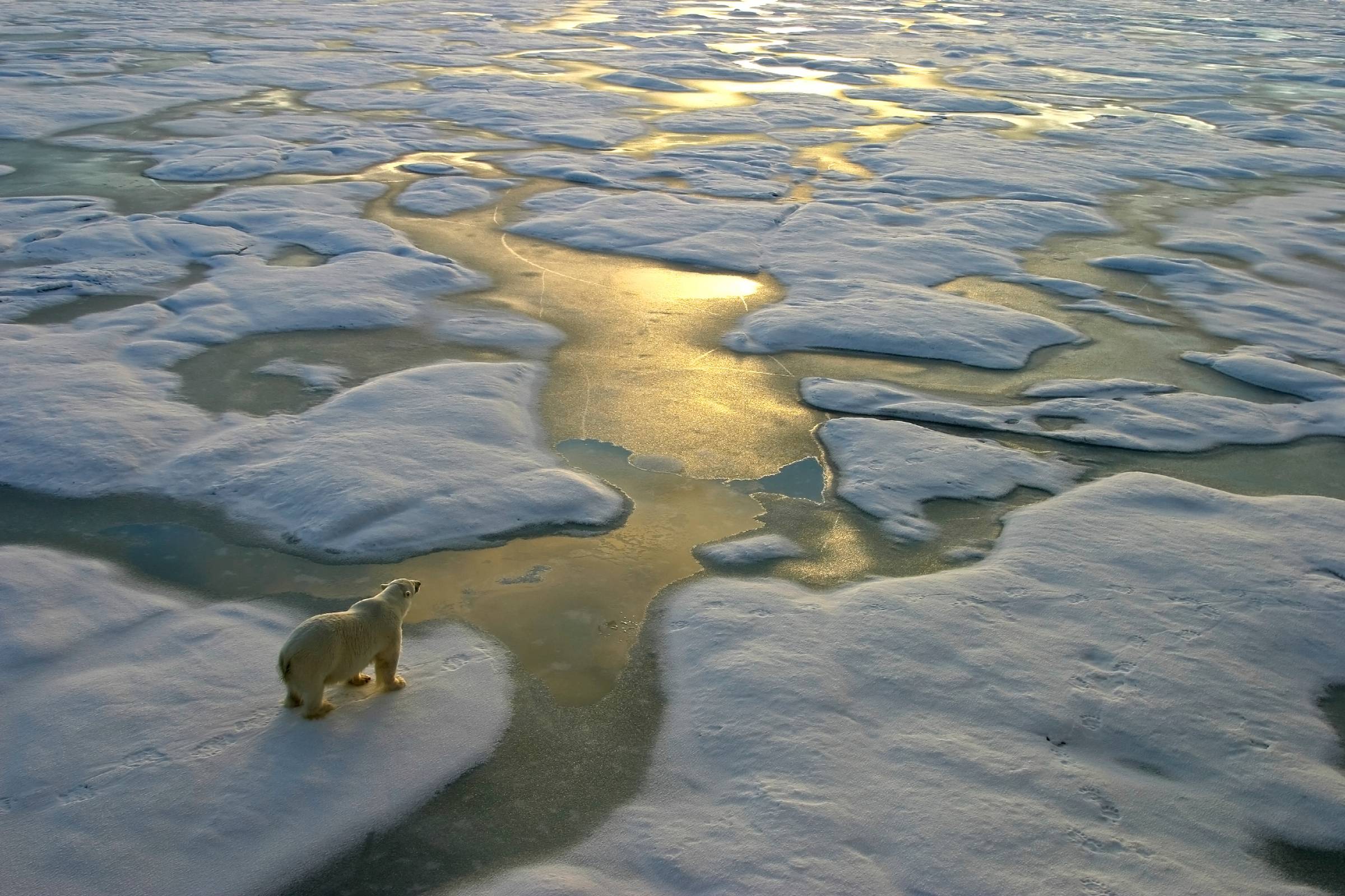 Somewhere across that pale expanse, a polar bear moves along the edge of what remains. From above, it resembles a slow flicker of motion stitched into the fabric of ice.