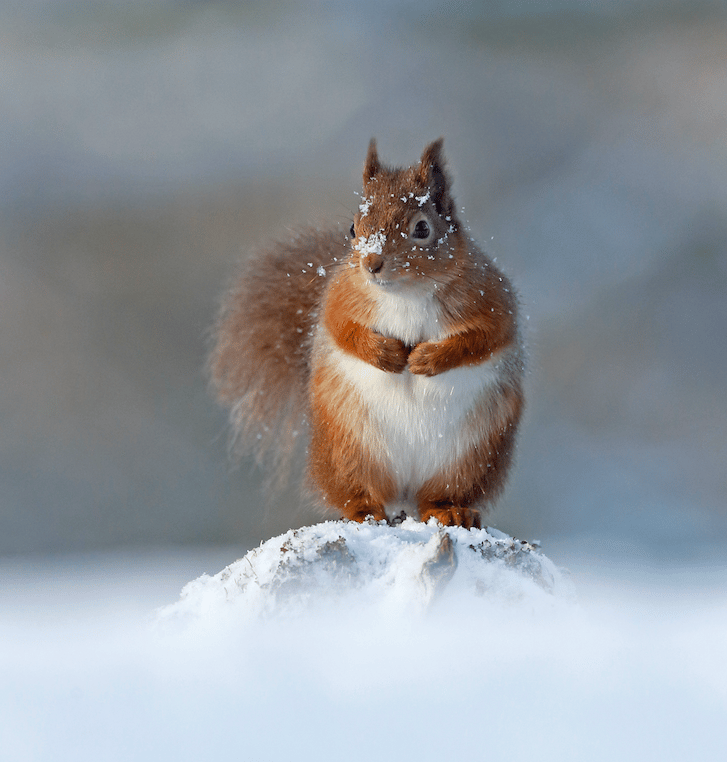 Red Squirrel in snow. Photo © Neil McIntyre