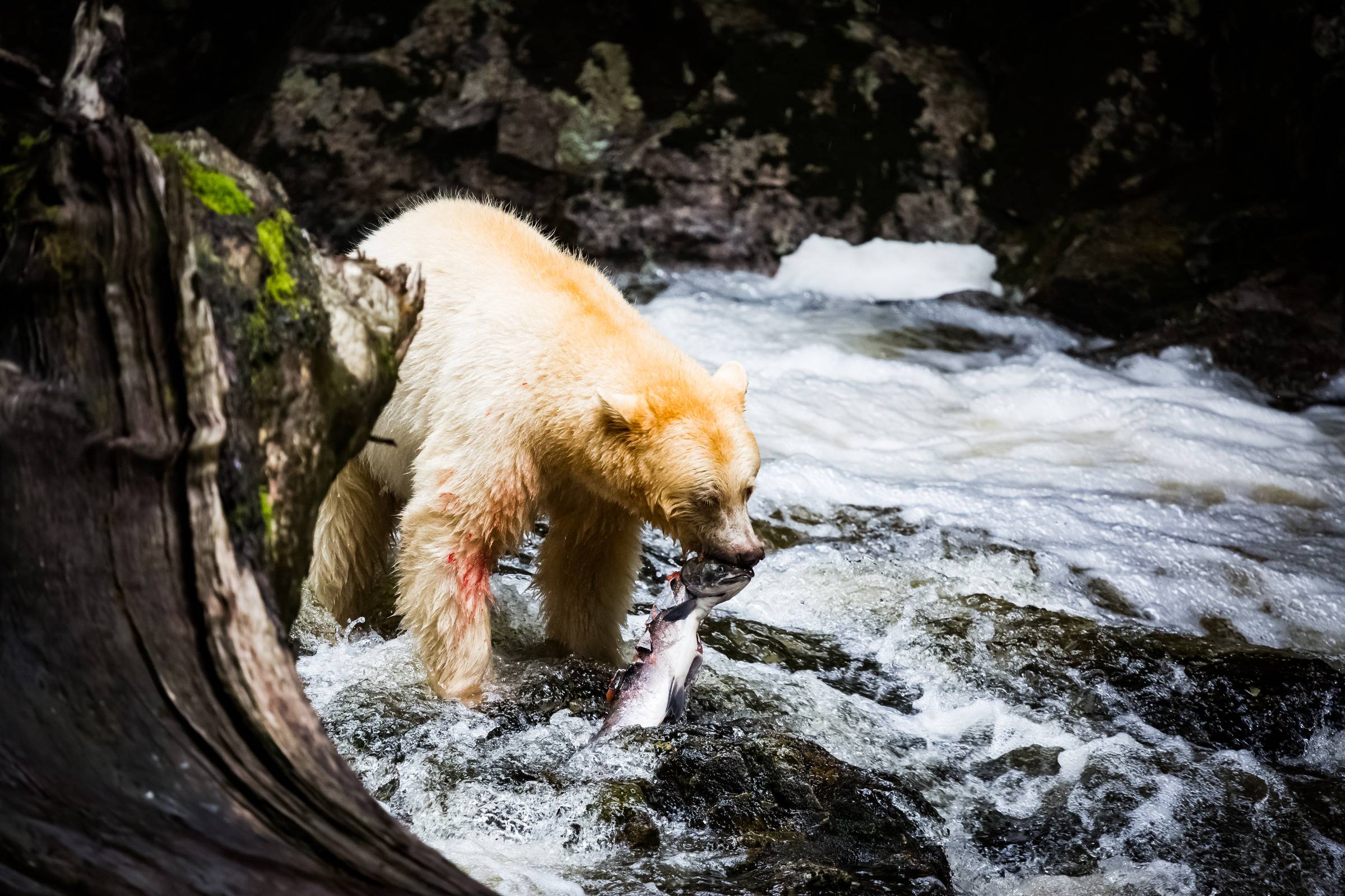 Spirit bear with fresh catch of salmon.