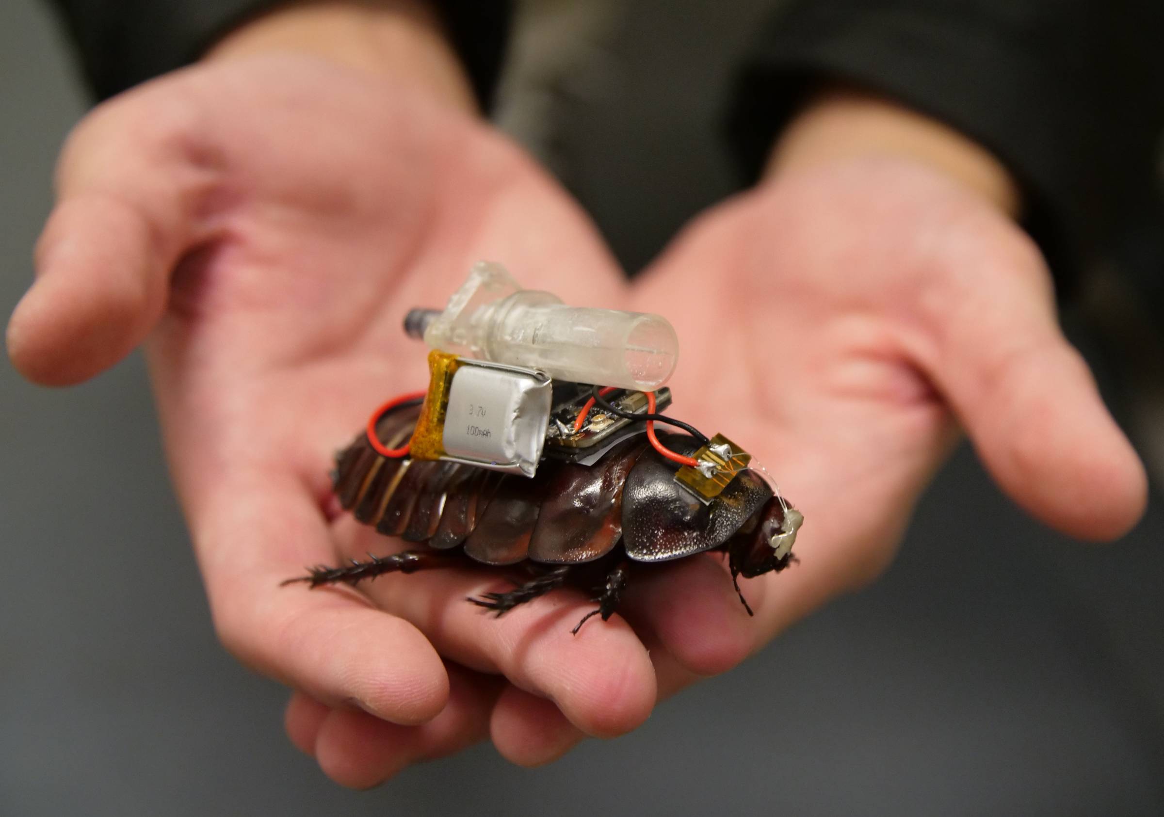 The Giant Burrowing Cockroach carrying specialized rescue and medical equipment. Credit © The University of Queensland