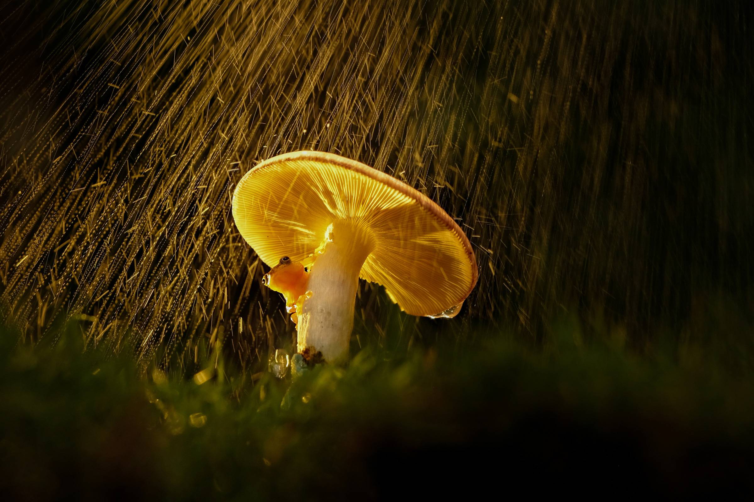 Bio-Based Materials and the Future of Sustainable Construction