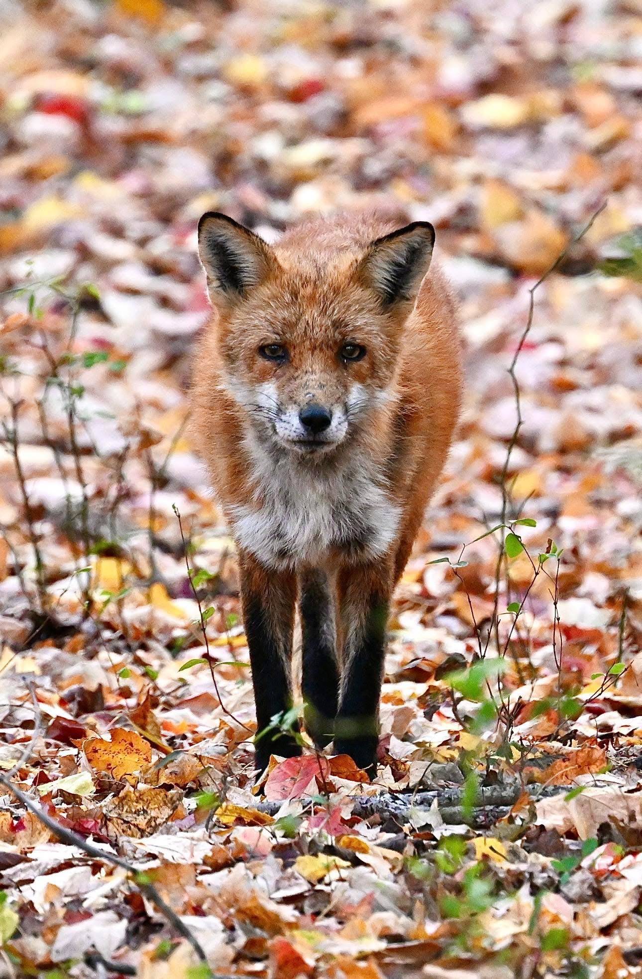 An orphaned fox walked 500 miles beside a recovering man. A tribute to their friendship—and Jane Goodall whose legacy honors such bonds.