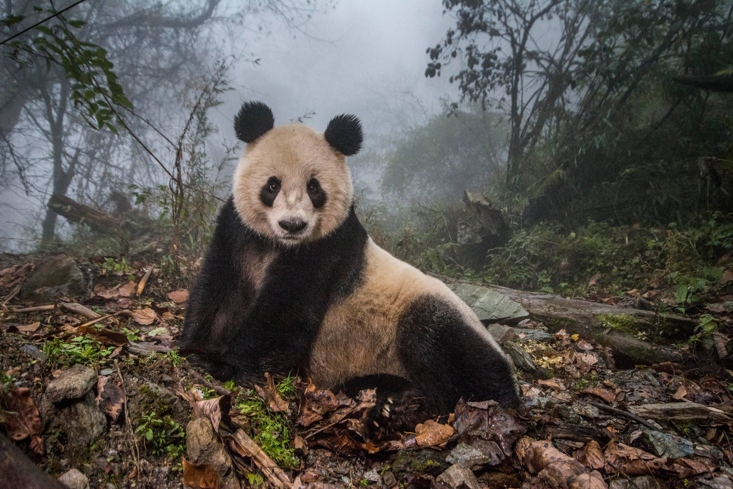 Giant Panda © Ami Vitale / Courtesy of Vital Impacts