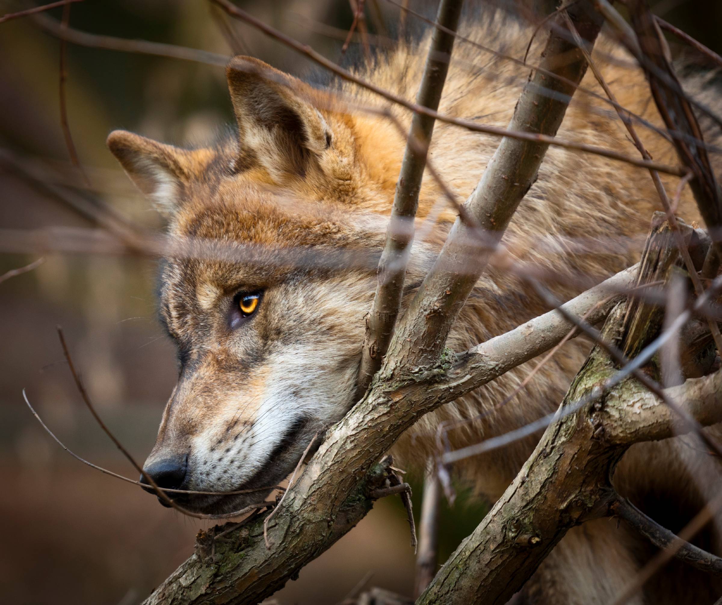 A photograph of a wolf nestled perfectly between two branches.