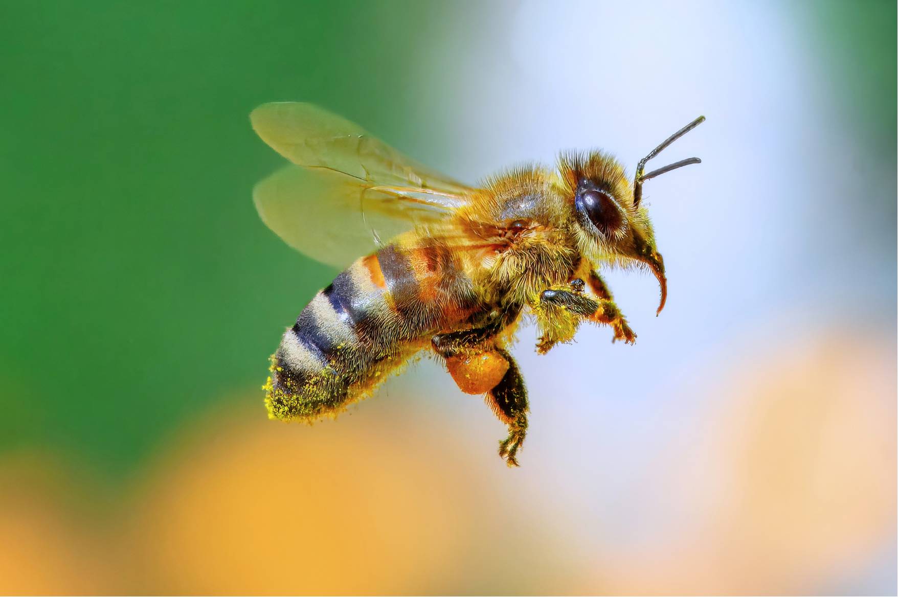 Macro of honey bee dusted in pollen.