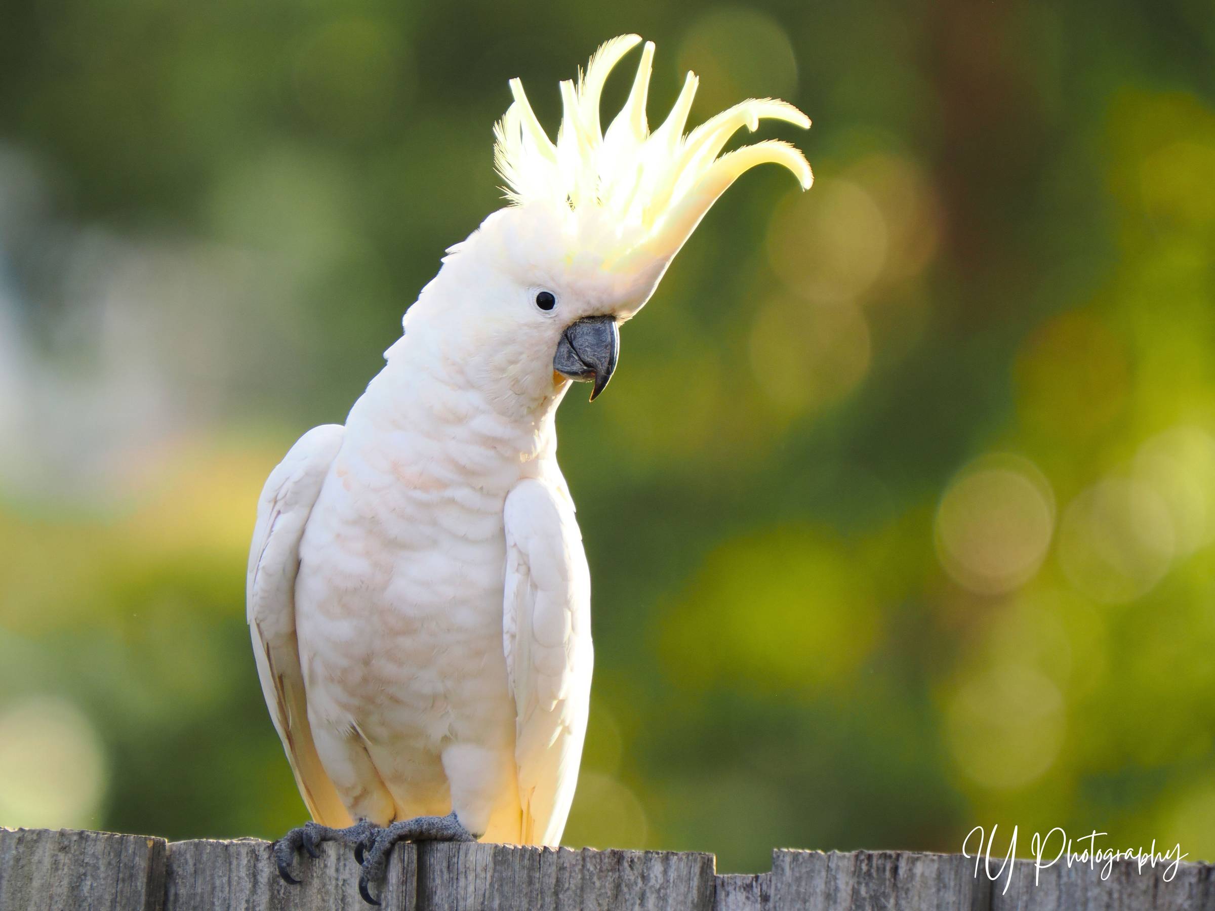 Crest in Show: this cockatoo's unscripted arrival on my fence reminds me that wildlife stories find us in the slivers of time between obligations. A radius-of-concern moment. Photo © Inga Yandell