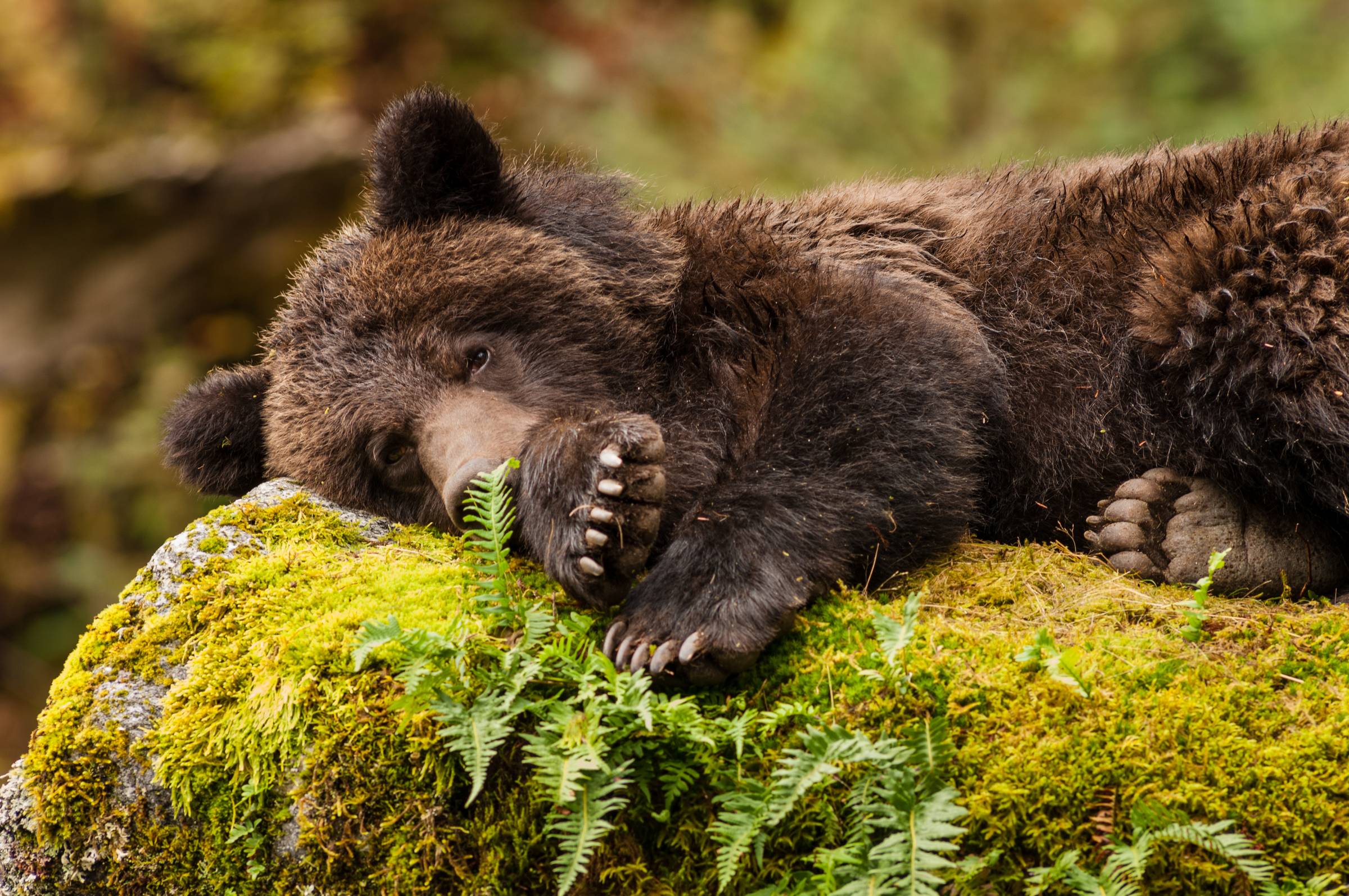 Grizzly bear in Great Bear Rainforest © by Ian McAllister / Pacific Wild
