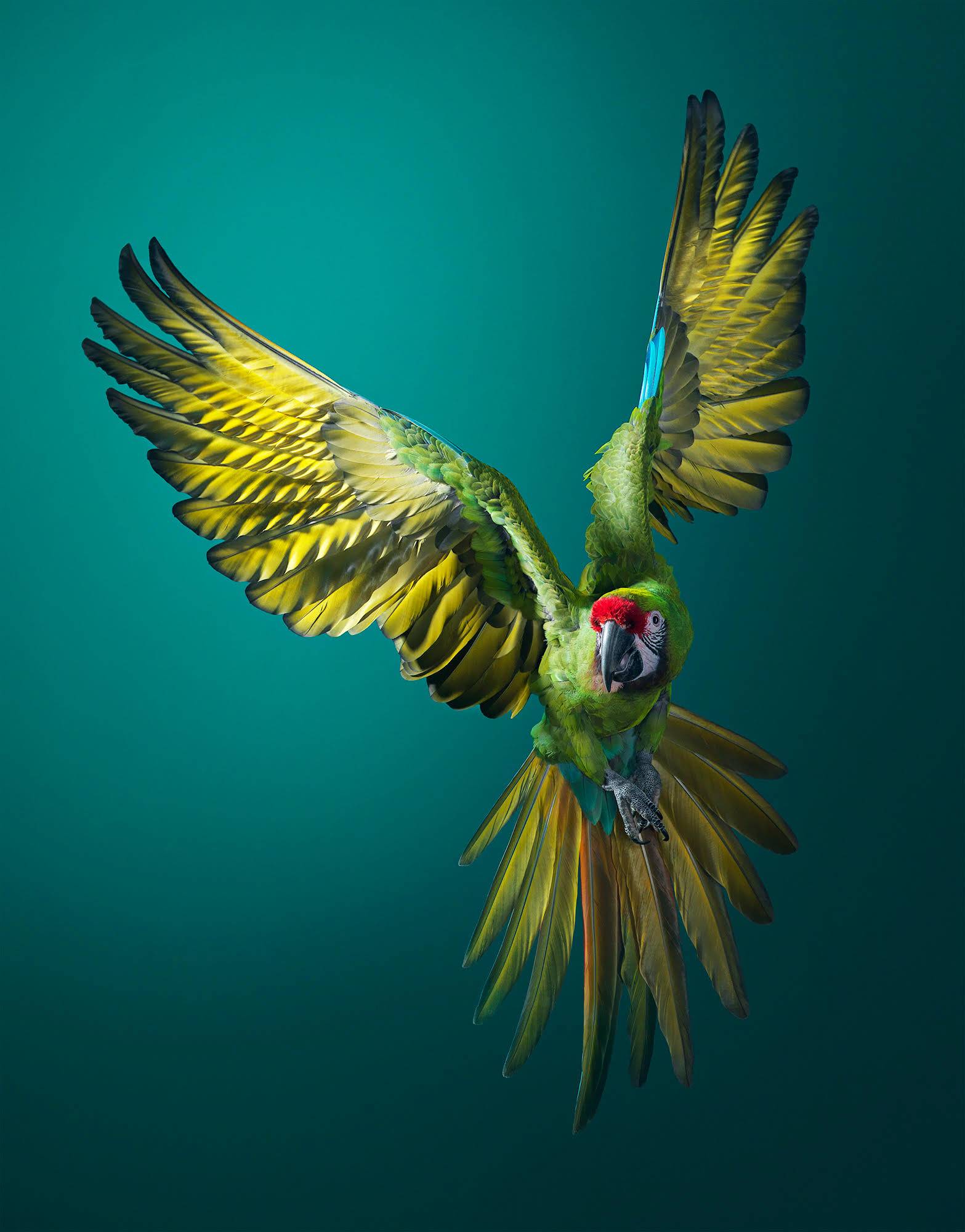 Military Macaw Front On. © Tim Flach  / Courtesy of Vital Impacts. 