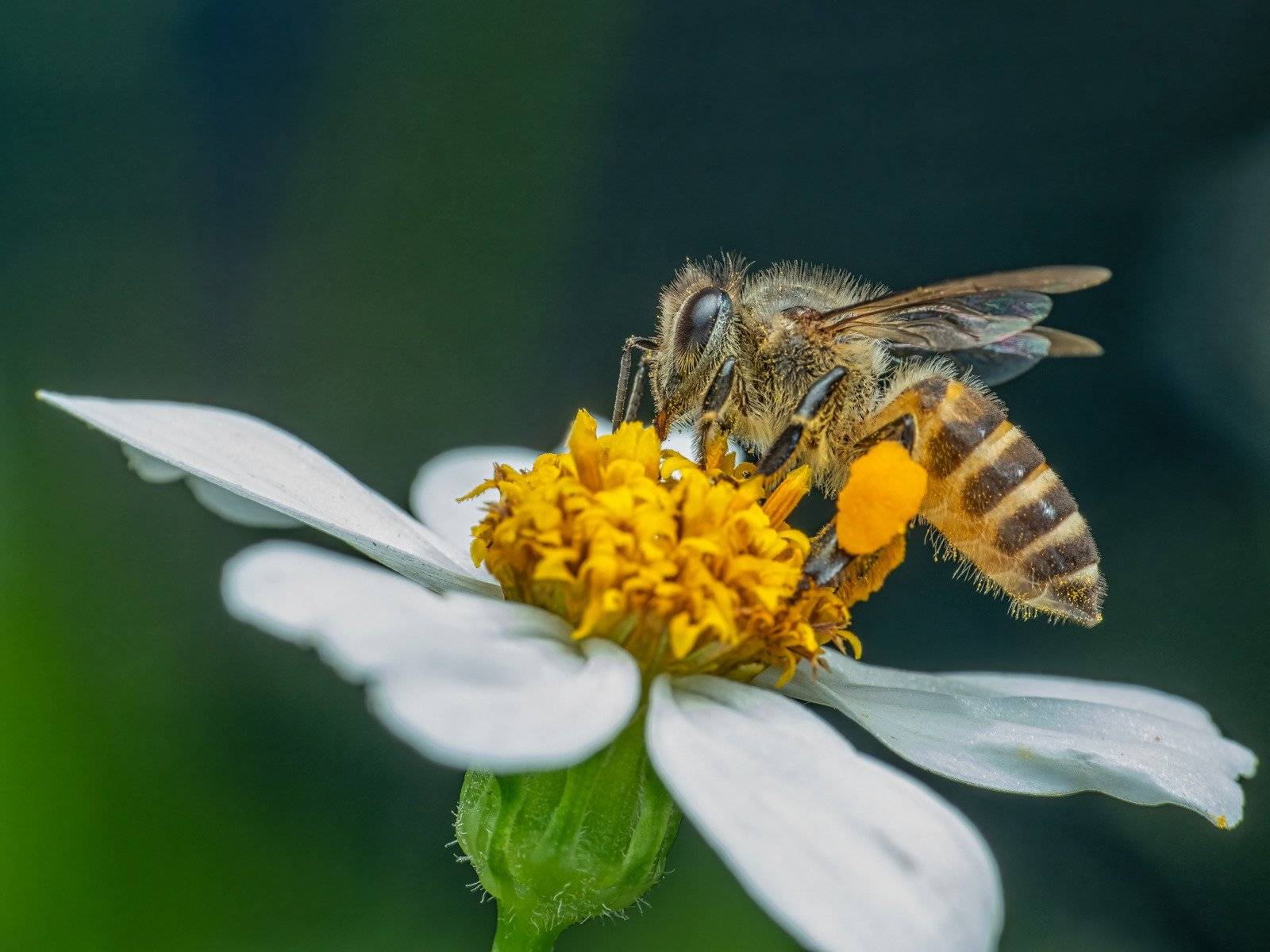 Honeybee on flower gathering nectar.