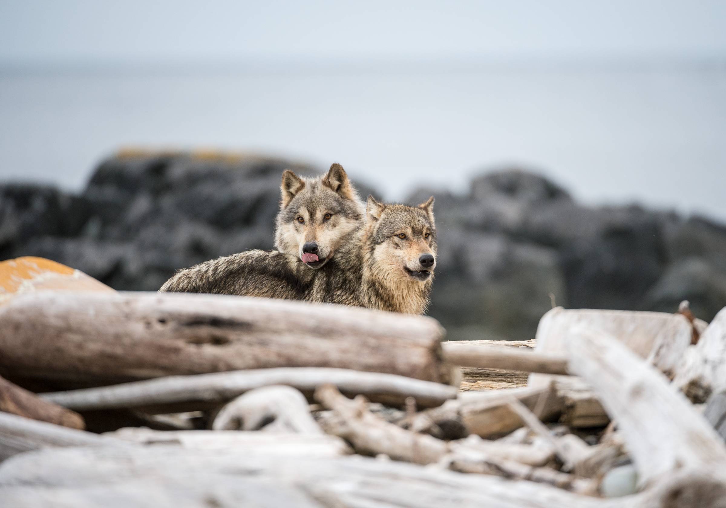 Photo © Ian McAllister / Pacific Wild