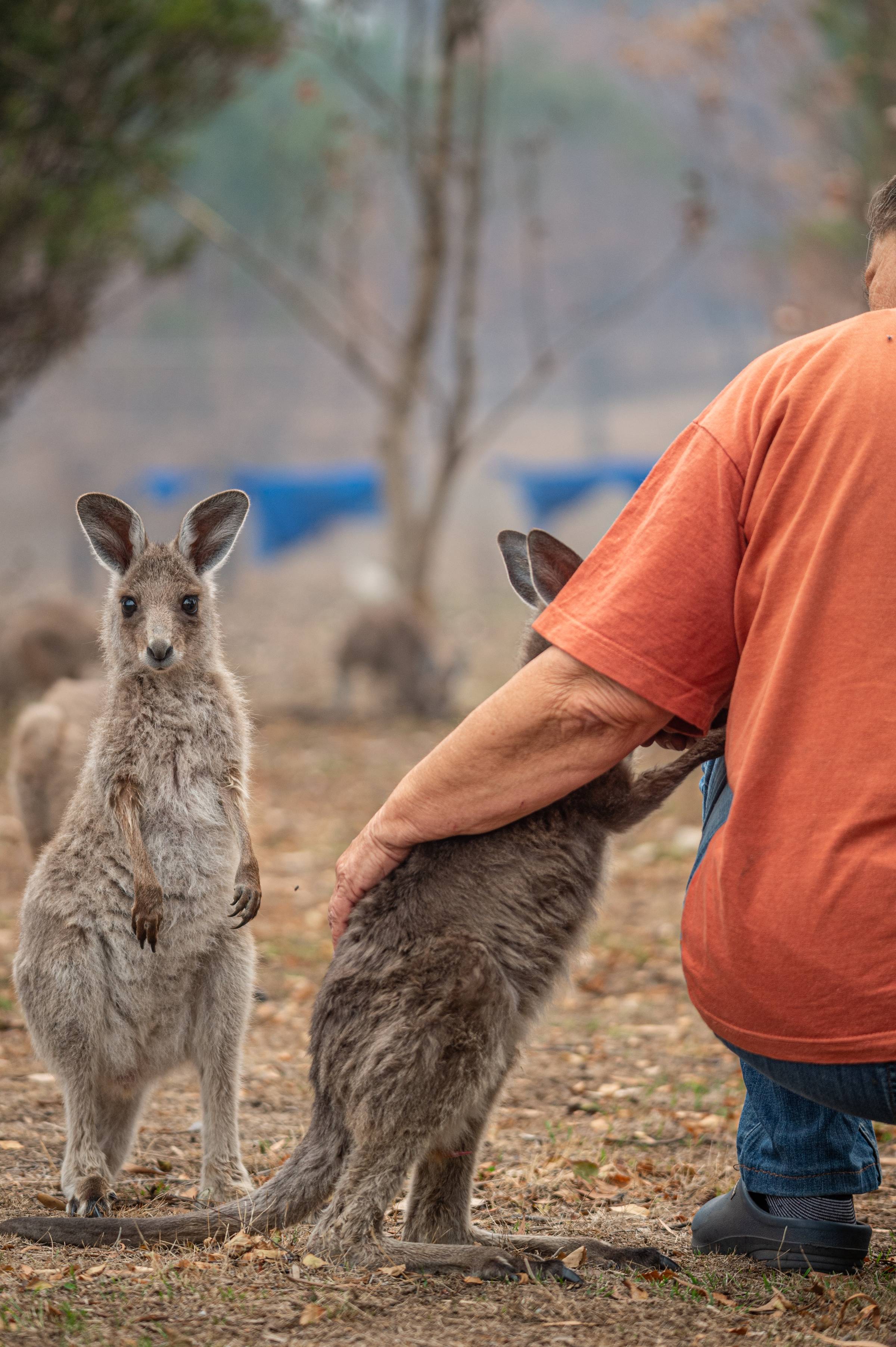 Bushfire victims receive expert treatment from Southern Cross Wildlife Care vets and nurses at a private rehabilitation center in Bega, New South Wales, Australia, 2020. © Jo-Anne McArthur / We Animals