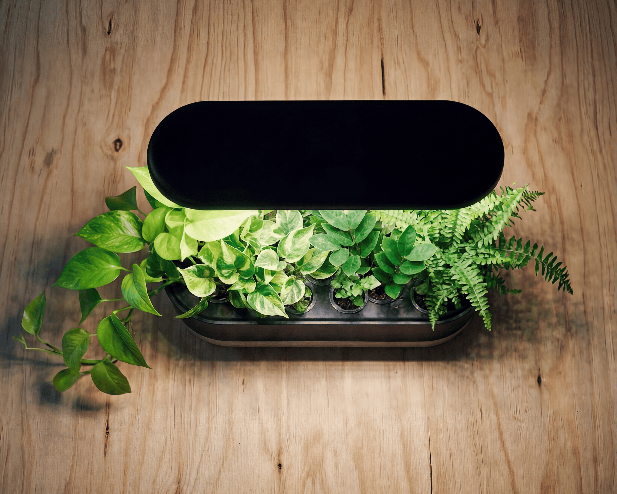 Read my journey as a brown thumb turned green, growing a micro-forest indoors for the first time.