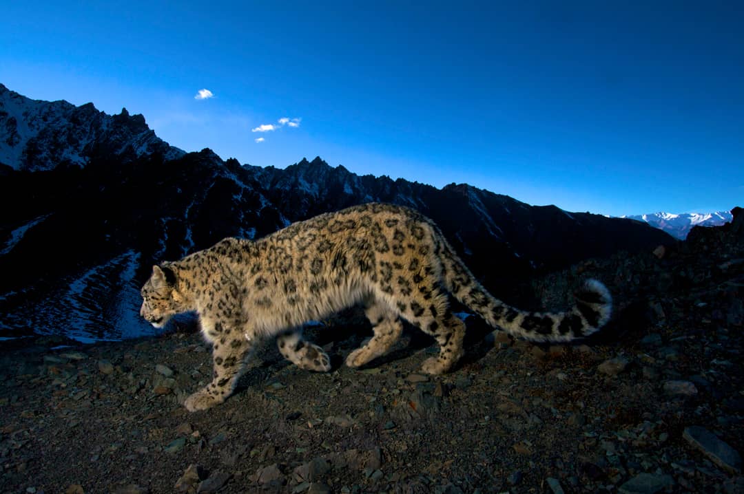 Snow Leopard © Steve Winter. Photo originally featured in BEJournal Vol 18 (2011). All Rights Reserved.