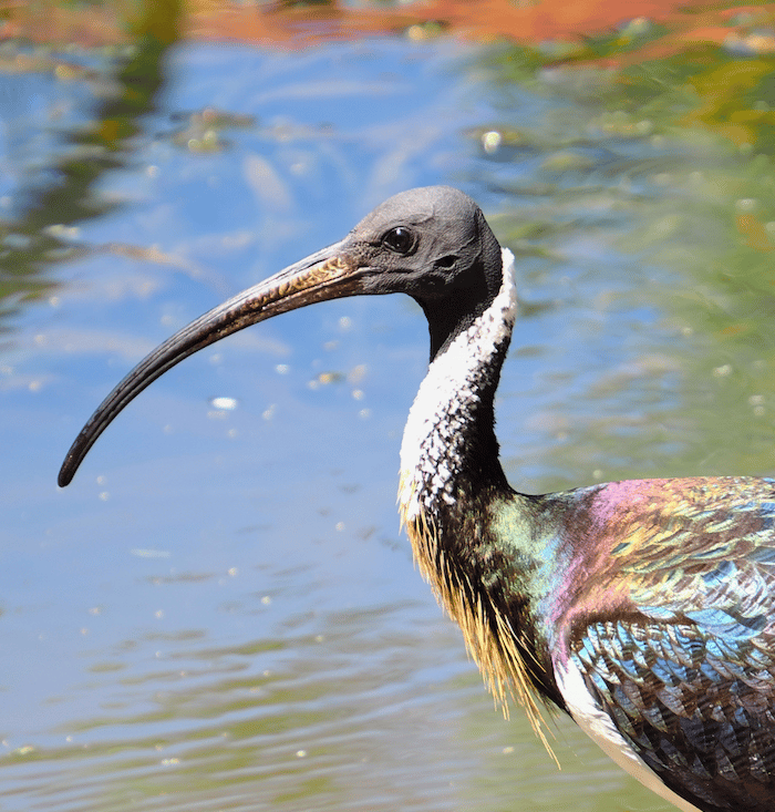 Straw-necked Ibis. Photo © Inga Yandell / Earth Endeavours