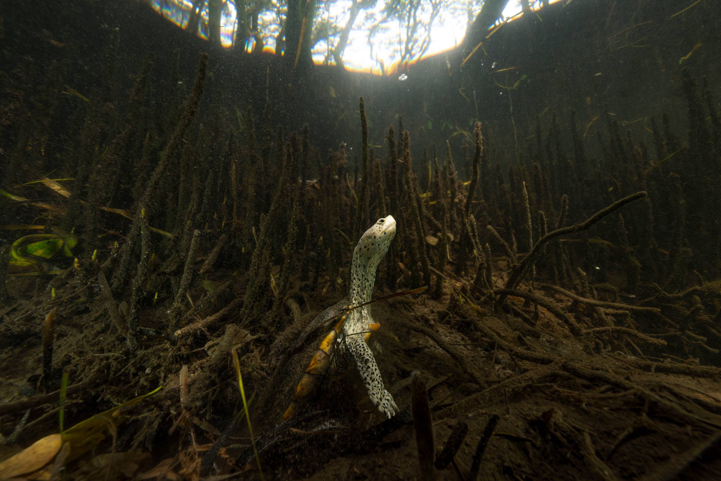 Guardians of the Gulf Coast Mangroves. Credit: Nick Conzone / Ocean Image Bank / Mangrove Photography Awards