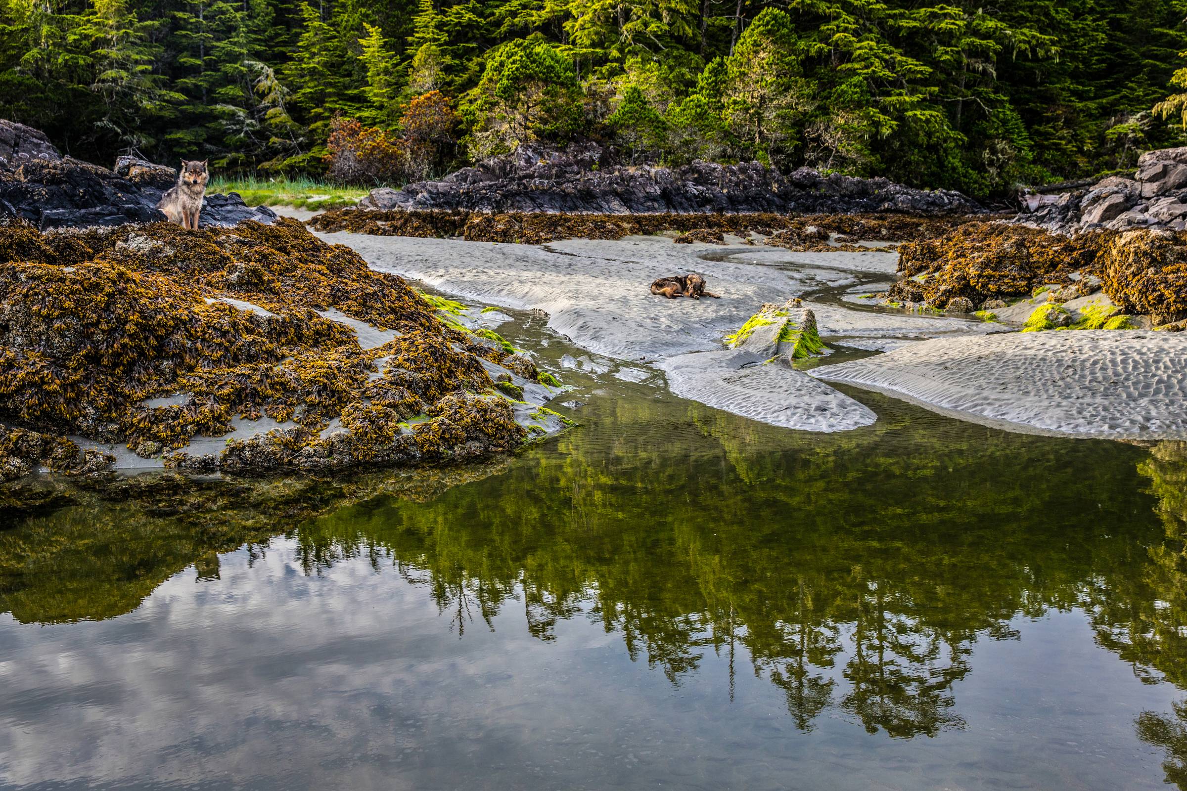 Coastal Wolves. © 2026 Paul Nicklen. All Rights Reserved. Courtesy of Frances Lincoln.