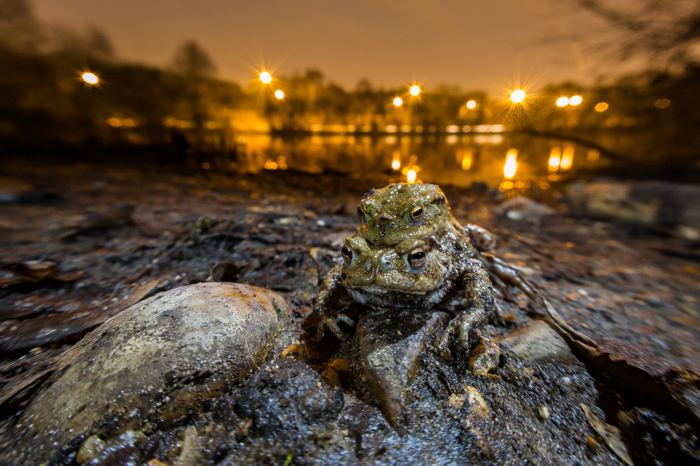 City croaks: two toads calling across a London waterway at night—proof that even in the urban dark, wild voices persist. The first notes of an acoustic atlas.