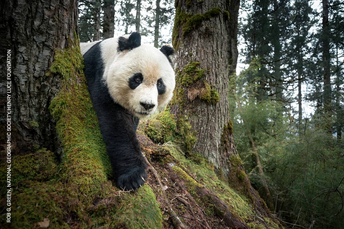 Mountain Resident of Wanglang © Rob G. Green, National Geographic Society, Henry Luce Foundation