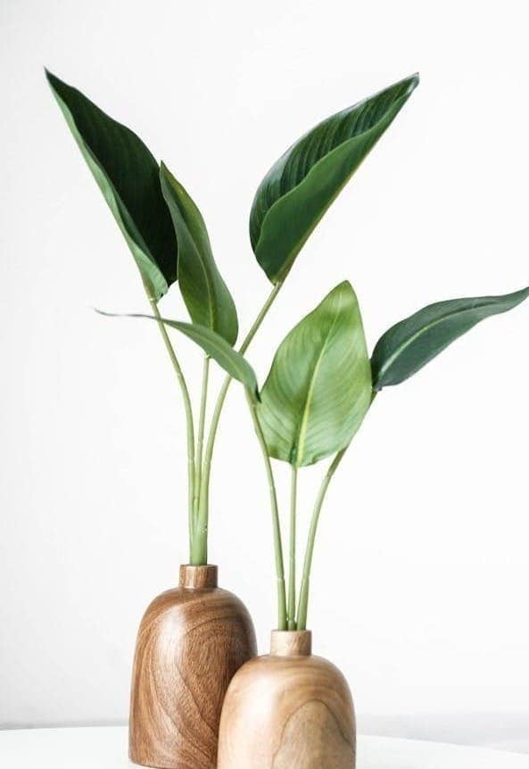 green plant on brown wooden vase