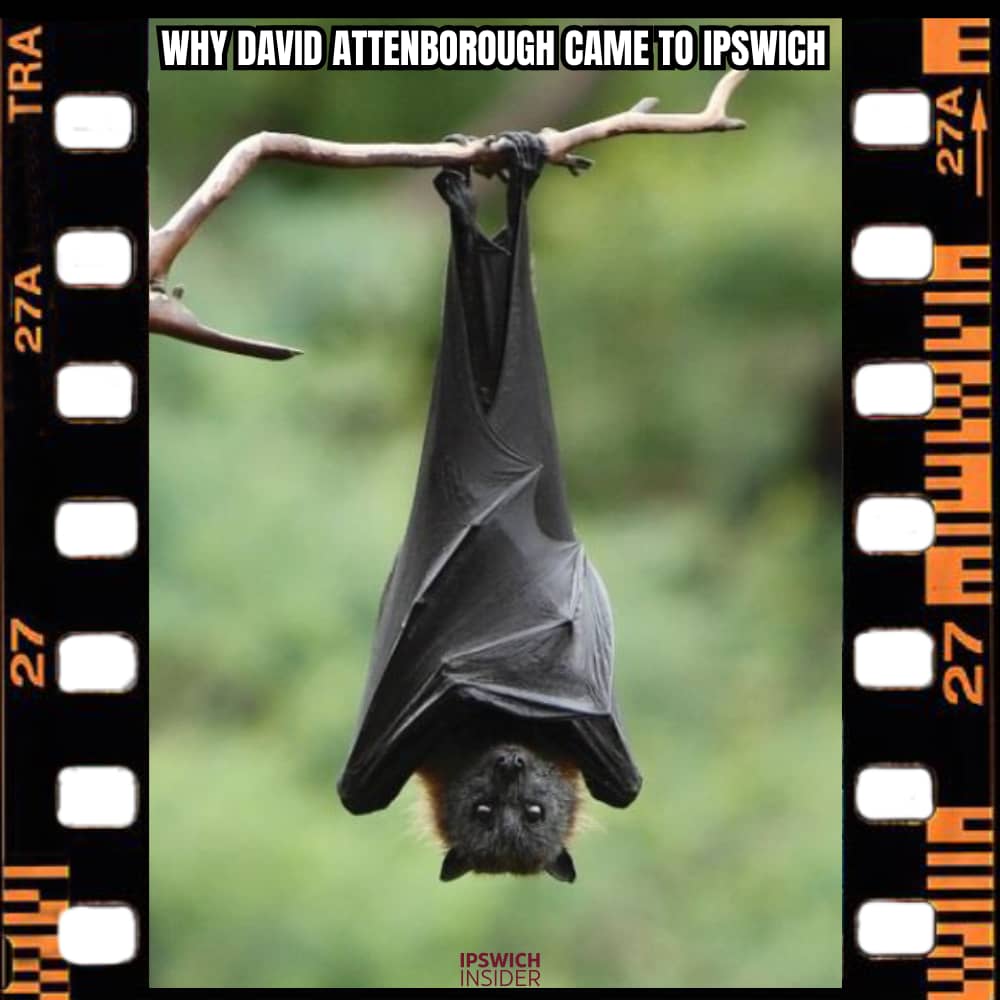 Attenborough Woodend Flying Fox Doco