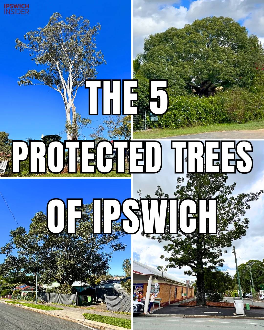 Ipswich 5 VPO Protected Trees