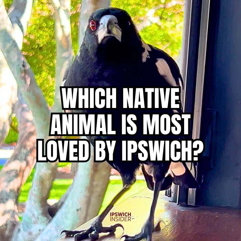 Image of Magpie