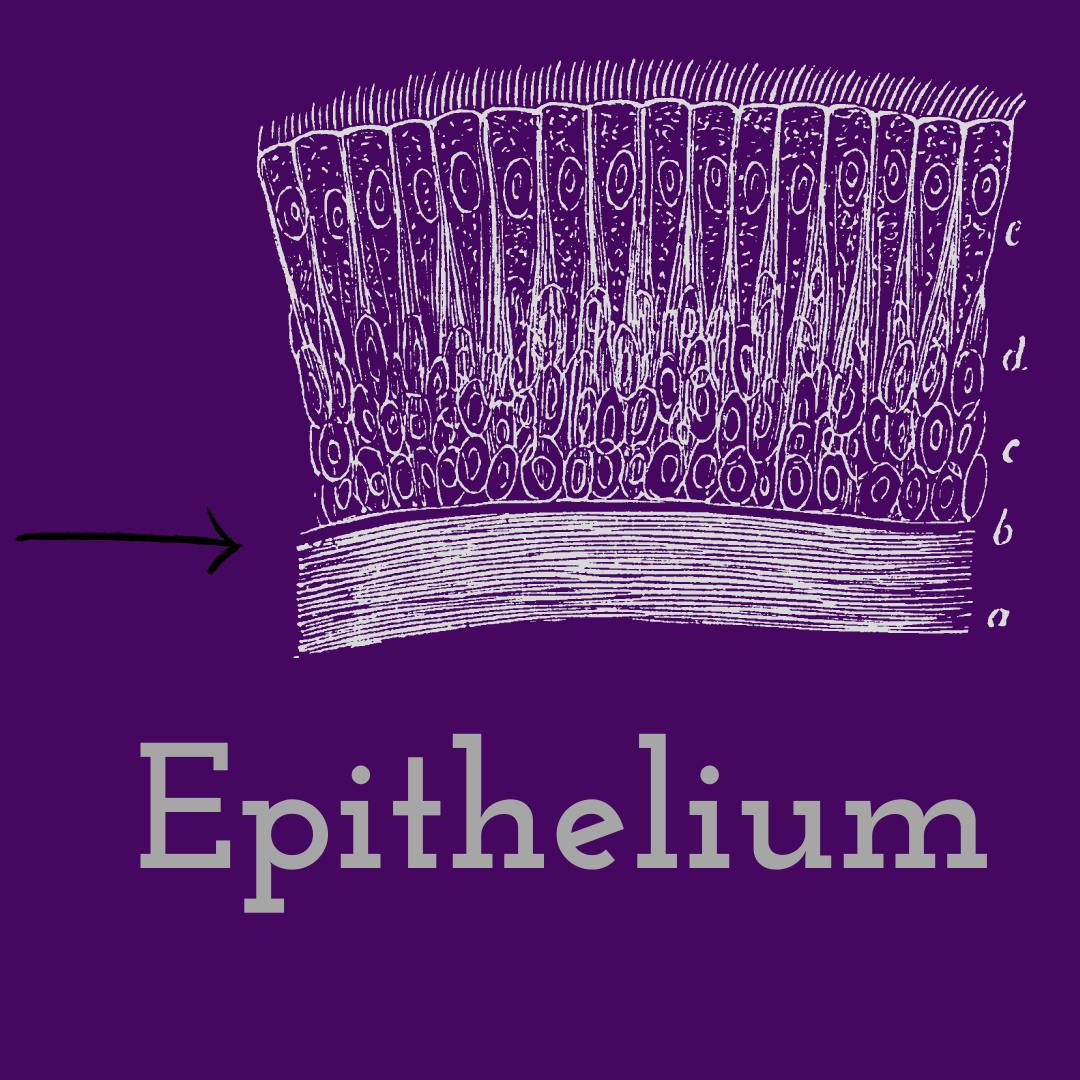 Epithelium